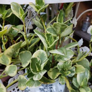 Peperomia obtusifolia 'Variegata'