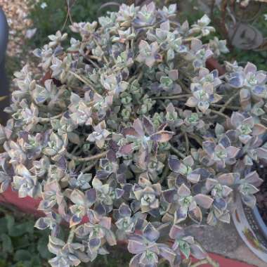 Graptopetalum Paraguayense subsp. Paraguayense