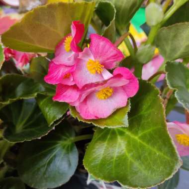 Begonia x benariensis 'Big'