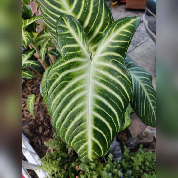 Plant image Caladium Lindenii syn. Phyllotaenium lindenii  ;  Xanthosoma lindenii