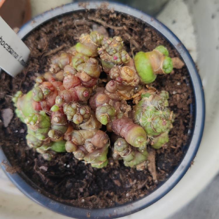 Plant image Mammillaria bocasana 'Fred'