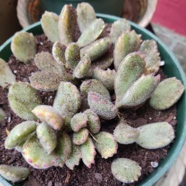 Cotyledon tomentosa Variegata