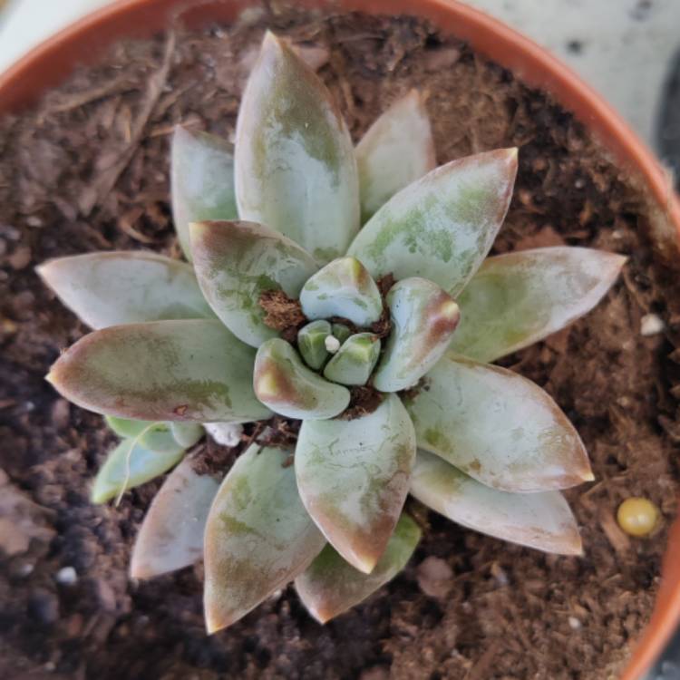 Plant image Pachyphytum