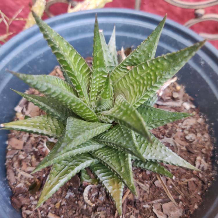 Plant image Haworthia limifolia ‘Fairy Washboard'