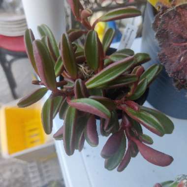 Peperomia Graveolens