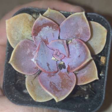 Echeveria Purple Pearl