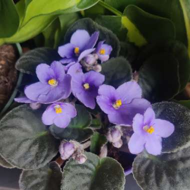 Streptocarpus sect. Saintpaulia  syn. Saintpaulia