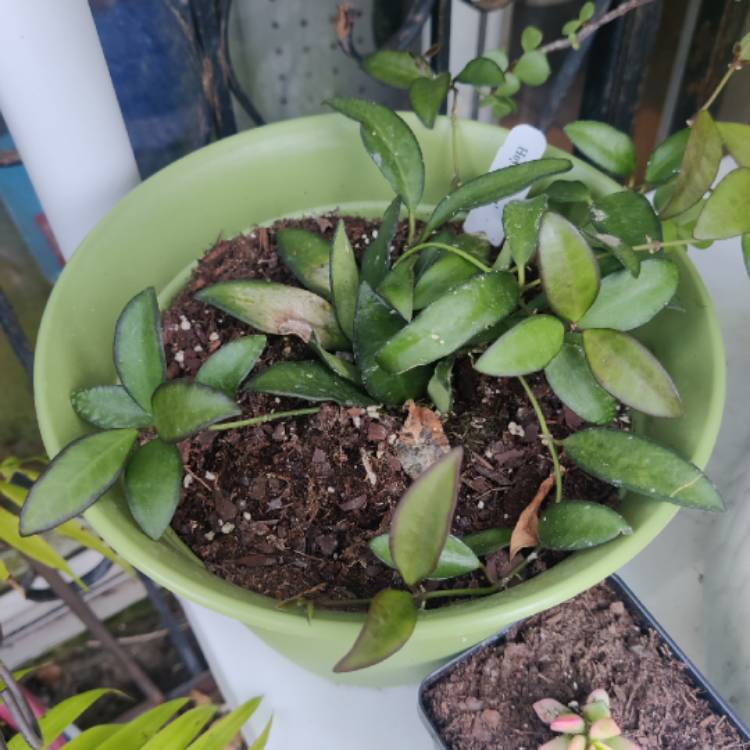 Plant image Hoya ‘Rosita'