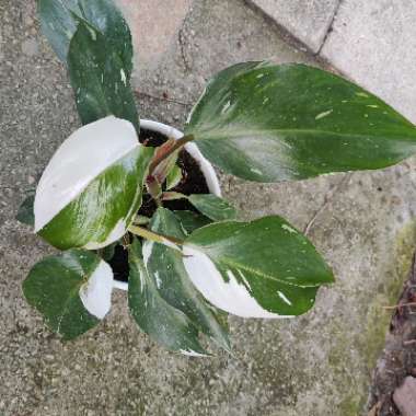 Philodendron 'White Knight'