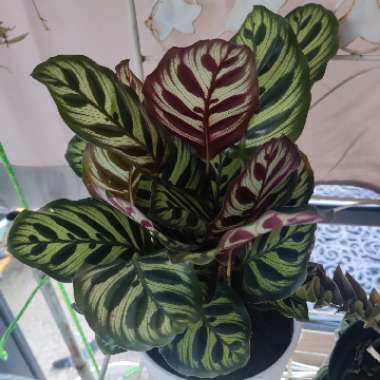 Calathea 'Makoyana'