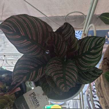 Calathea Ornata syn. Calathea Ornata 'Sanderiana' syn. Goeppertia majestica 'Sanderiana'