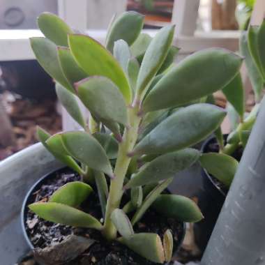 Senecio crassissimus