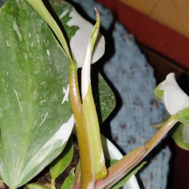 Philodendron 'White Knight'