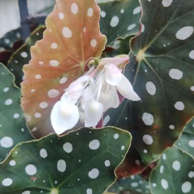 Begonia coccinea