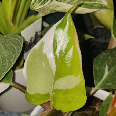 Philodendron 'White Knight'