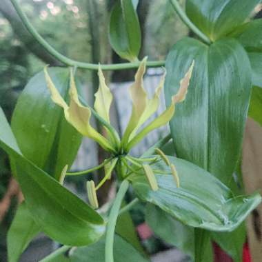 Gloriosa superba