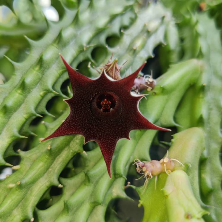 Plant image Huernia Schneideriana