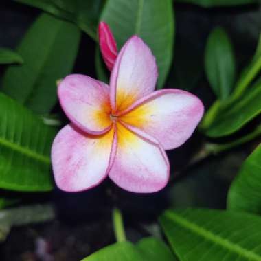 Plumeria