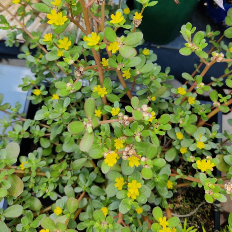 Plant image Portulaca Umbraticola 