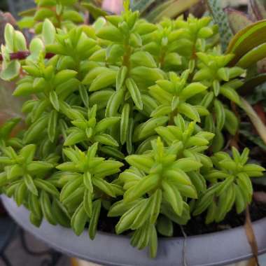 Peperomia nivalis