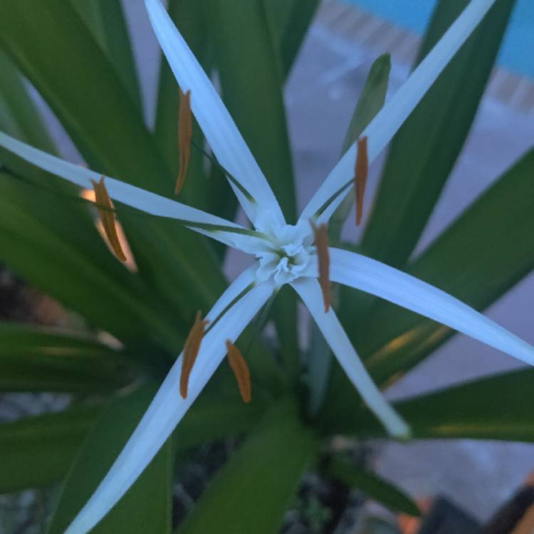 Plant image Hymenocallis acutifolia syn. Hymenocallis littoralis var. acutifolia