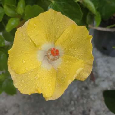 Hibiscus rosa-sinensis 'Bonaire Wind'