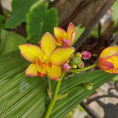 Spathoglottis Plicata Orchid