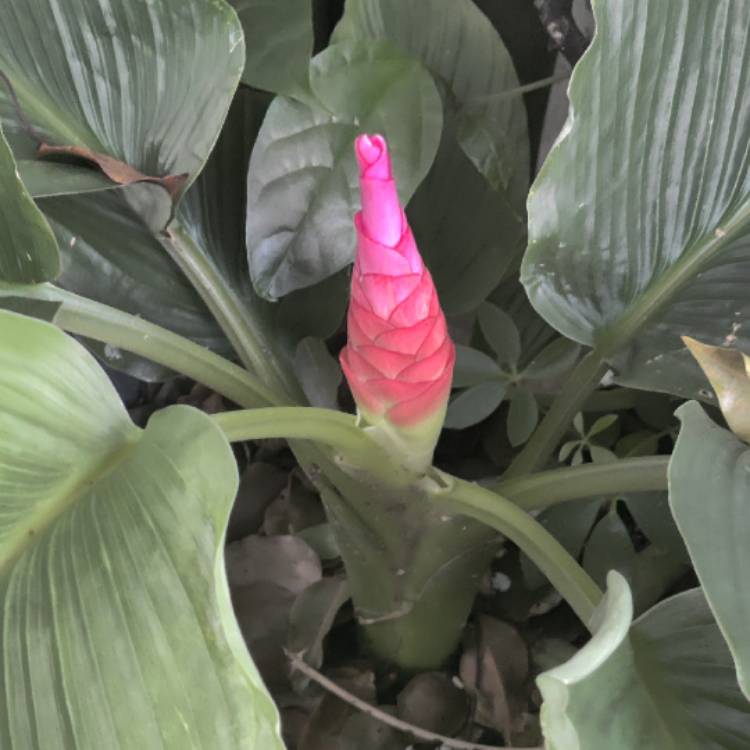 Plant image Curcuma