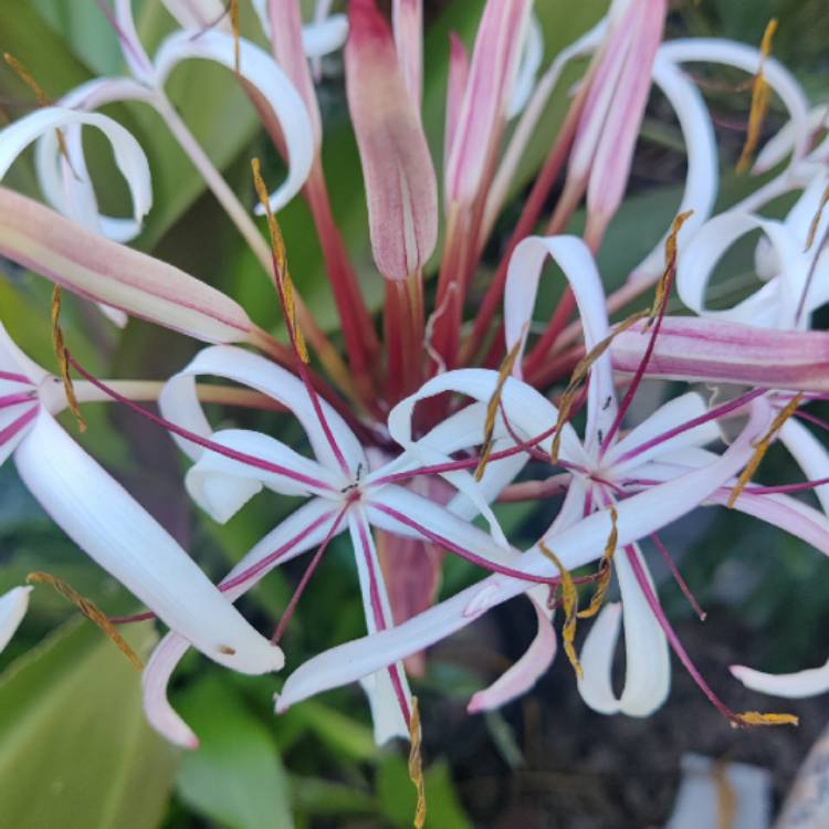 Plant image Crinum