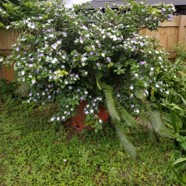 Plant image Brunfelsia Bonodora