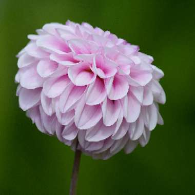 Dahlia 'Wizard of Oz' (Ball)