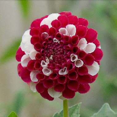 Dahlia 'York and Lancaster' (Decorative)