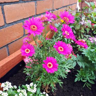 Marguerite 'Madeira Crested Pink'