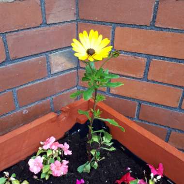 African Daisy