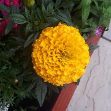 African Marigold