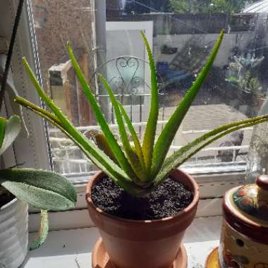 Aloe Vera