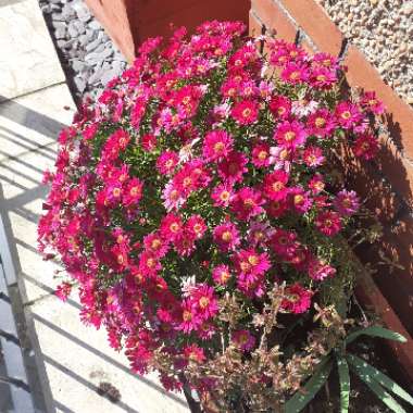 Marguerite 'Madeira Crested Pink'