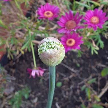 Allium