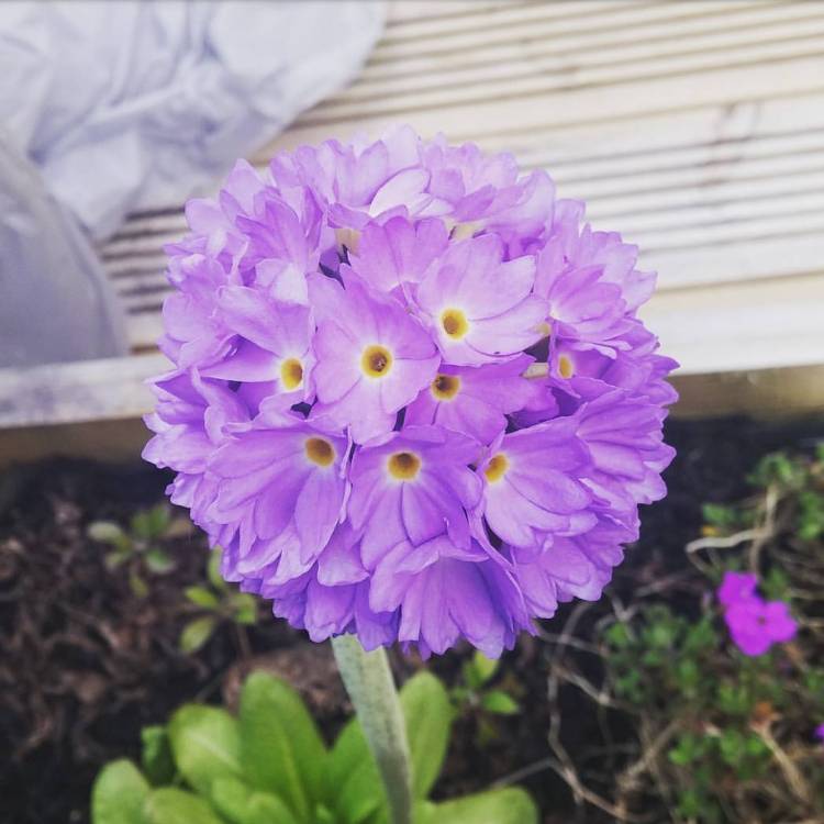 Plant image Primula denticulata 'Confetti Blue'