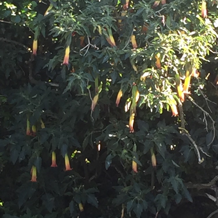 Plant image Brugmansia sanguinea