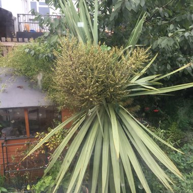 Cordyline australis