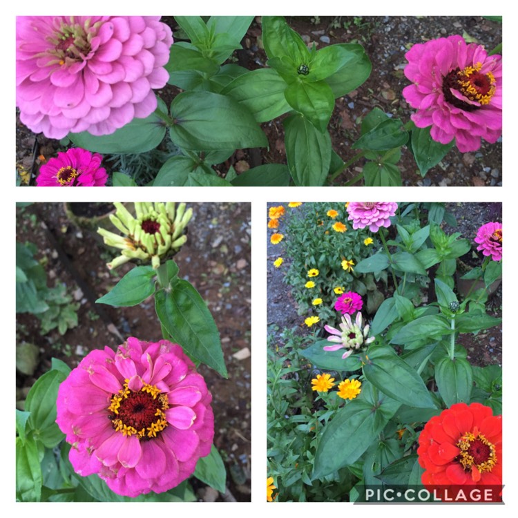 Plant image Zinnia elegans 'Moulin Rouge Mix'