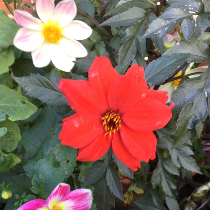 Dahlia 'Bishop of Llandaff' (Peony-flowered)