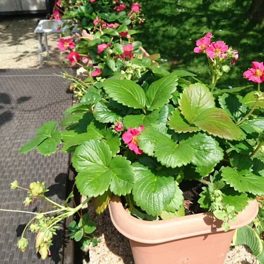 Plant image Fragaria x ananassa 'Ruby Ann'