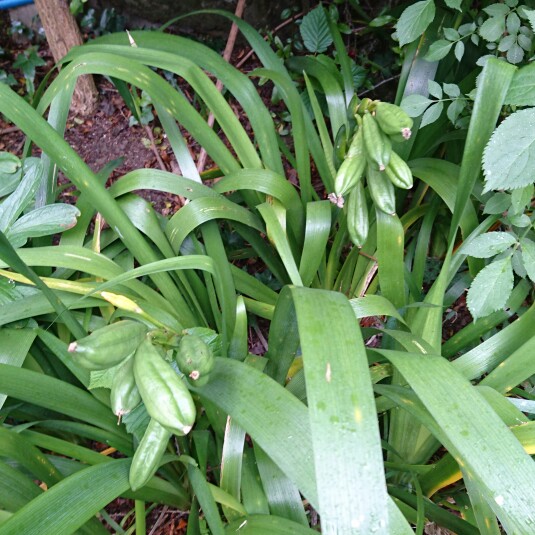 Plant image Iris foetidissima