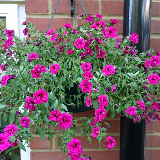 Plant image Calibrachoa 'Can Can Rosie's Magenta'