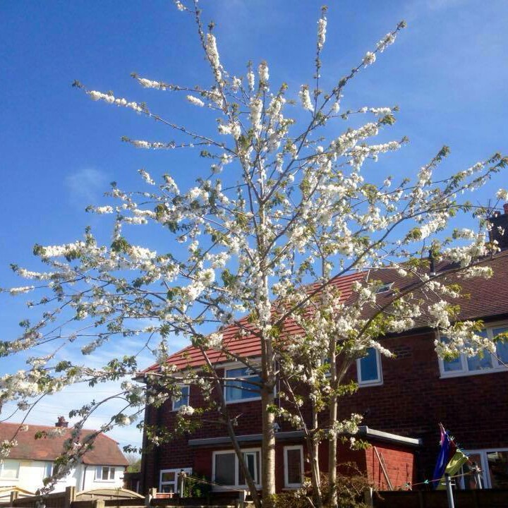 Plant image Prunus 'Tai-haku' syn. Prunus serrulata 'Tai Haku'