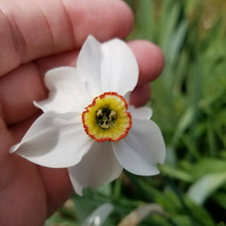 Plant image Narcissus 'Ornatus Maximus' syn. Narcissus 'White Fairy'