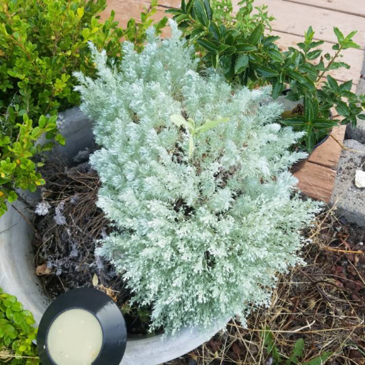 Plant image Artemisia schmidtiana 'Nana'