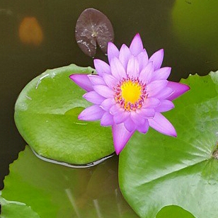 Nymphaea